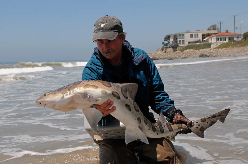 Graham Owen with a nice leopard shark.  thank you Antonio, for grabbing my camera and taking photos!