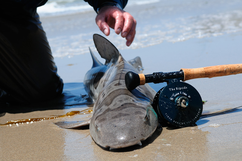 Leopard Sahrk on the beach in Malibu next to my Sage fly rod and Tibor Reiptide fly reel