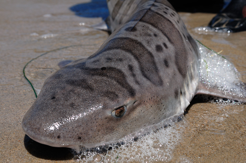 close up view of a leopard shark face