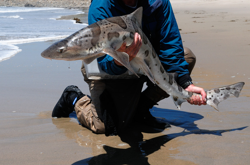 gorgeous leopard shark about to be released back into the surf along the beach in Malibu
