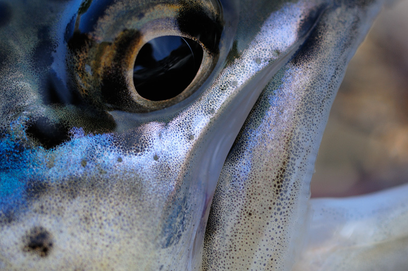 macro close up view of a rainbow trout eye
