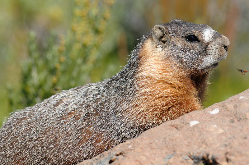 Sierra Marmot ans Wasp