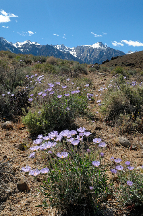 Mojave Aster wildflowers in bloom at the base of the eastern Sierra