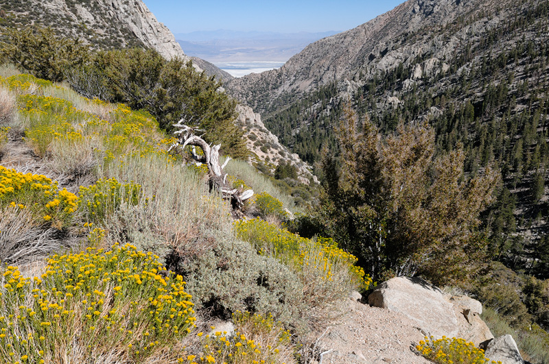 View from the Sierra down into the Owens Valley