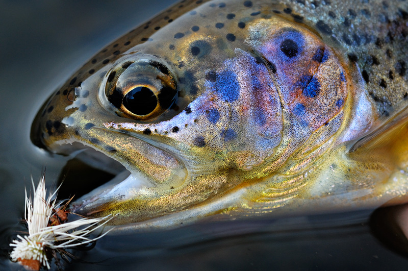 Gorgeous high altitude Sierra rainbow trout macro close up photograph of its face and dry fly