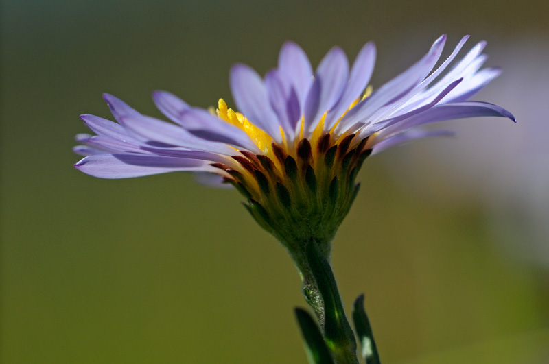 purple and gold Sierra wildflower