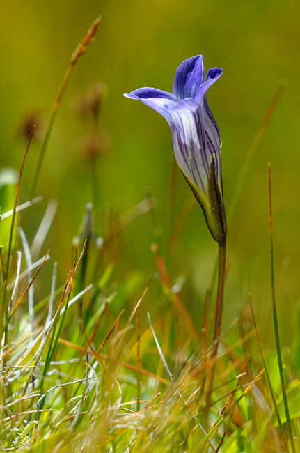 purple alpine wildflower