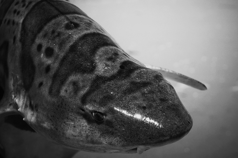 black and white leopard shark portrait photograph