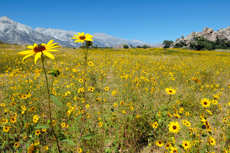 wild Sierra Sunflowers