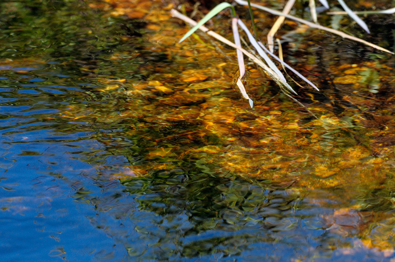 Blue California sky reflecting upon a beautiful Sierra trout stream