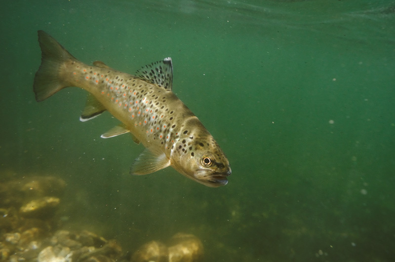 Beautiful little Sierra brown trout photographed underwater