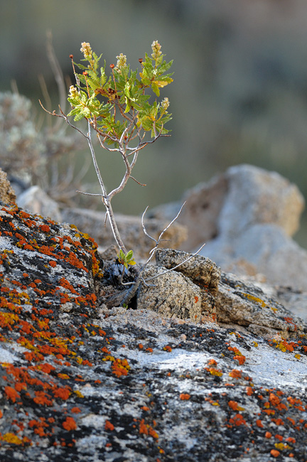 hardy young shrub growing on a granite boulder
