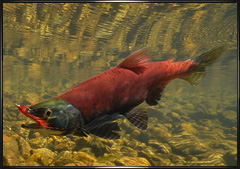 Kokanee Salmon