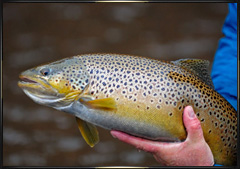 Brown trout and rainbow trout gallery