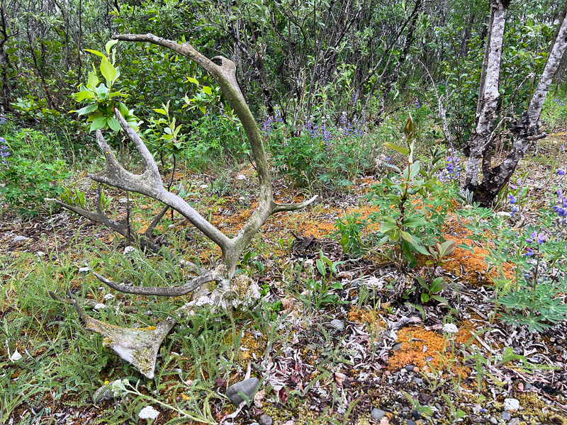 Caribou rack on the tundra