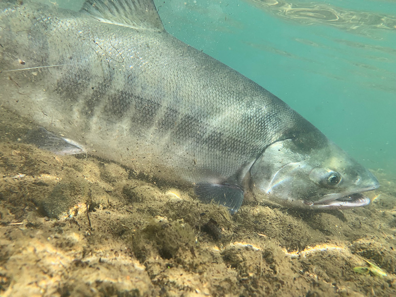 Chum Salmon underwater photo