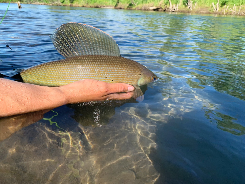 Beautiful Grayling fin