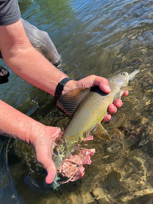 Nice Grayling fish 