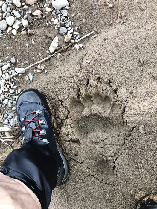 big bear tracks