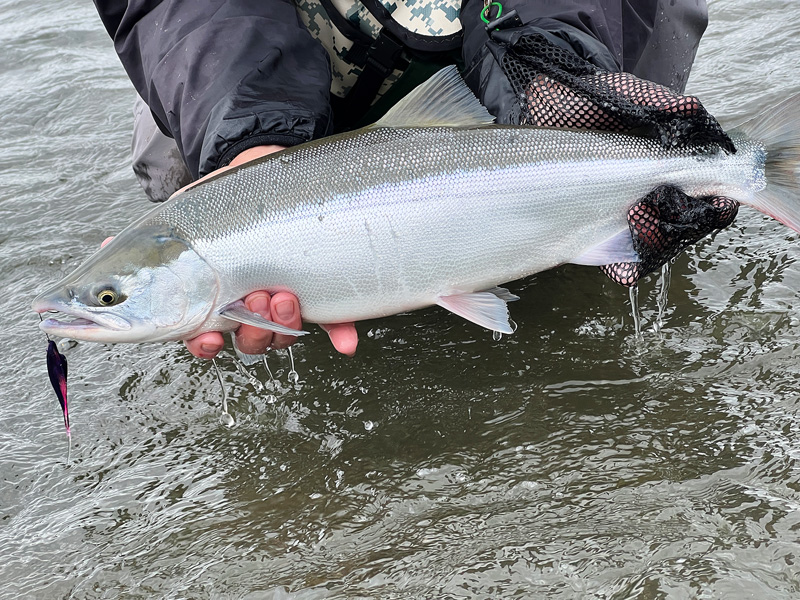 bright chrome sockeye salmon