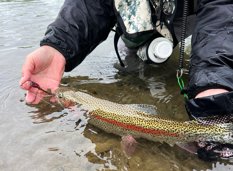 beautiful Leopard Rainbow Trout