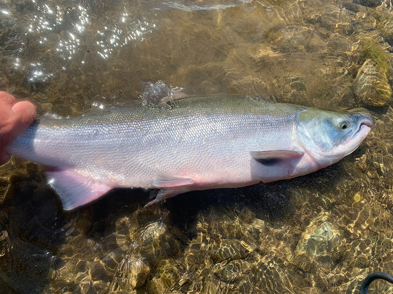 sockeye salmon