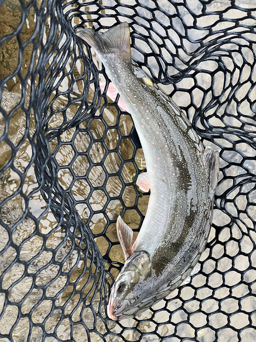 Dolly Varden in the net