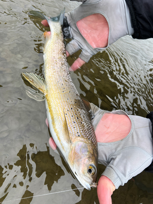 Grayling on a dry fly