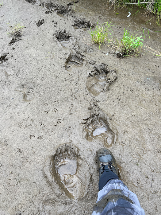 Coastal Brown Bear tracks