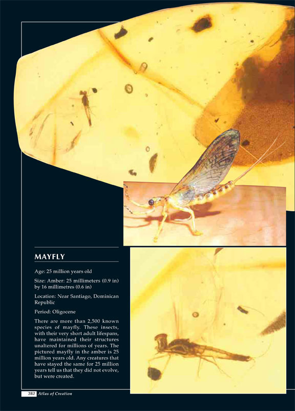 Atlas of Creation page 282 realistic mayfly
