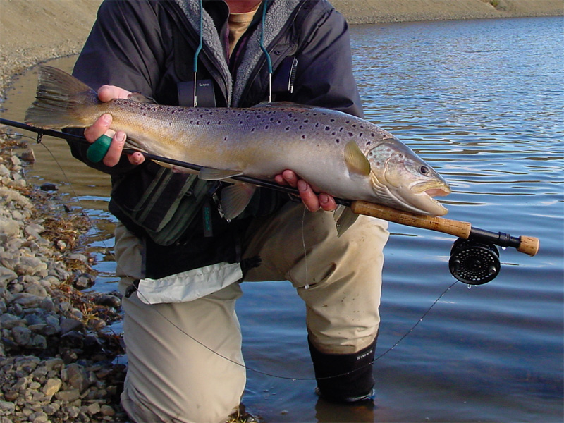 gorgeous Rio Grande sea run brown trout