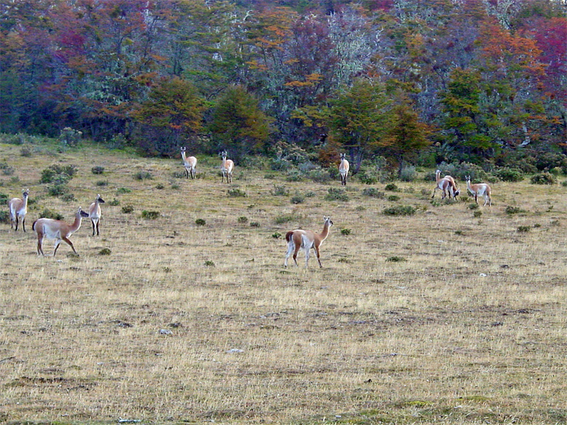 Wild Guanacos roamed the landscape
