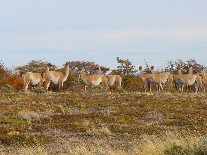more guanacos