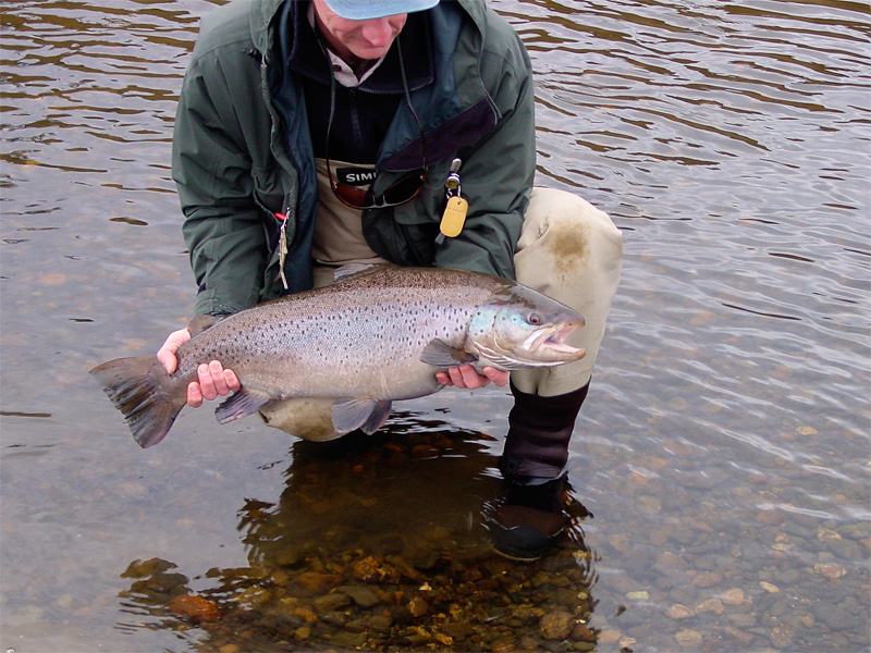 Keith's fish, a large female sea run brown trout