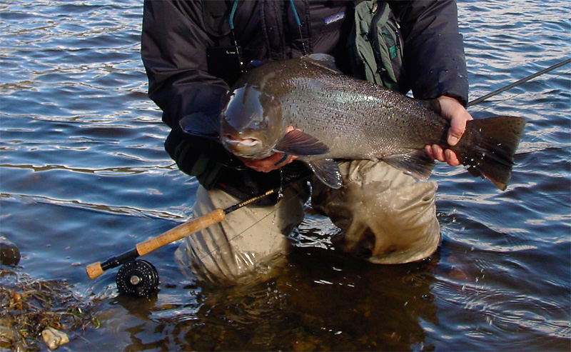 strong trout with big shoulders