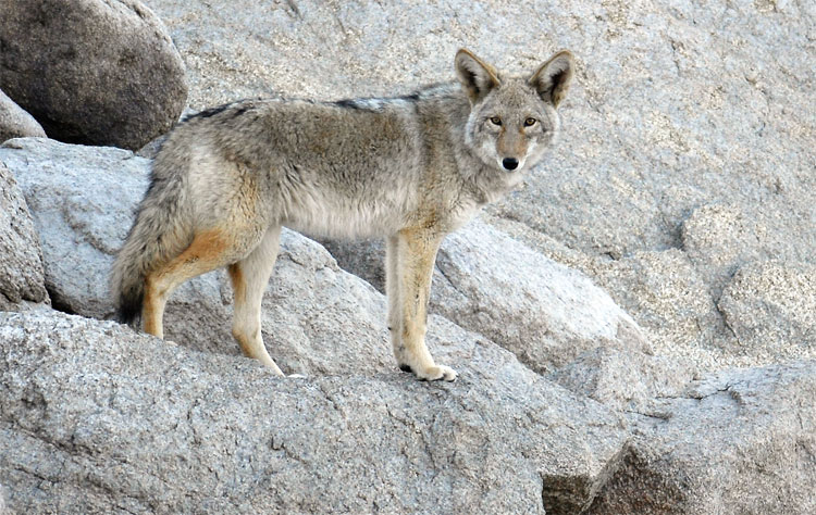 coyote patroling the shoreline