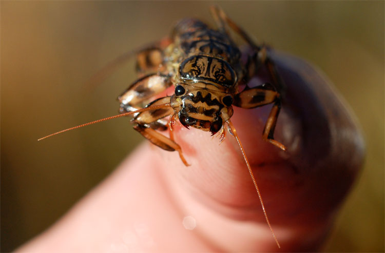 macro photo of a golden stonefly face