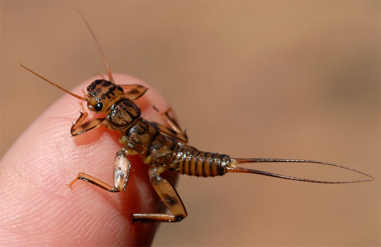 Golden Stonefly posing on my finger