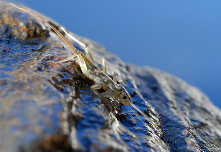 Macro photo of a Little Yellow Stone Fly - Isoperla