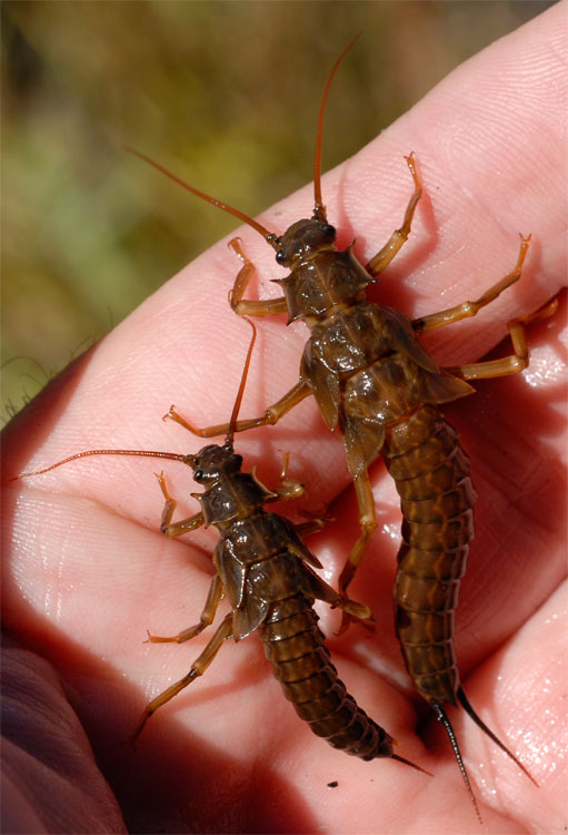 A pair of Giant Salmonfly - Pteronarcys californica  - stoneflies