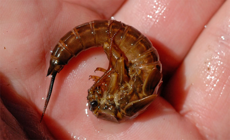 Giant Salmon Fly's - Pteronarcys californica -  in protective fetal position