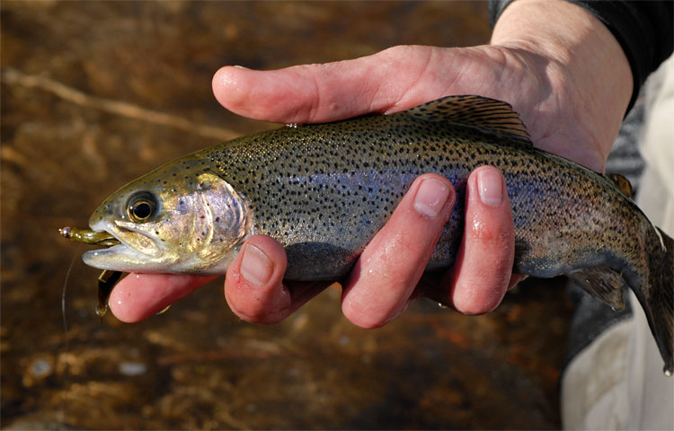 The fly fishing for Kern River rainbow trout is great fun