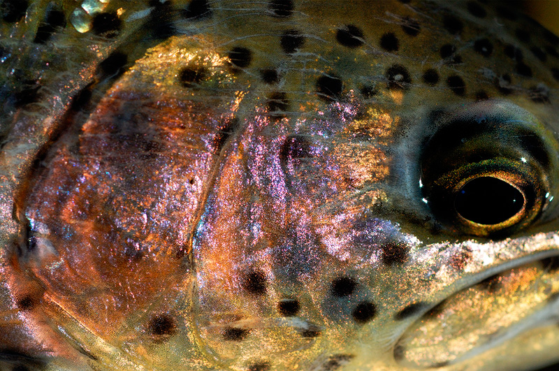 Macro photo of a Kern River Redband rainbow trout face