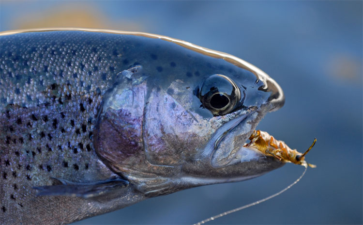 Kern River bow with a realistic stonefly in its mouth