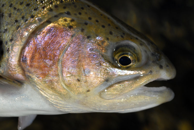 Close up view of a gorgeous looking Kern River Redband Rainbow Trout