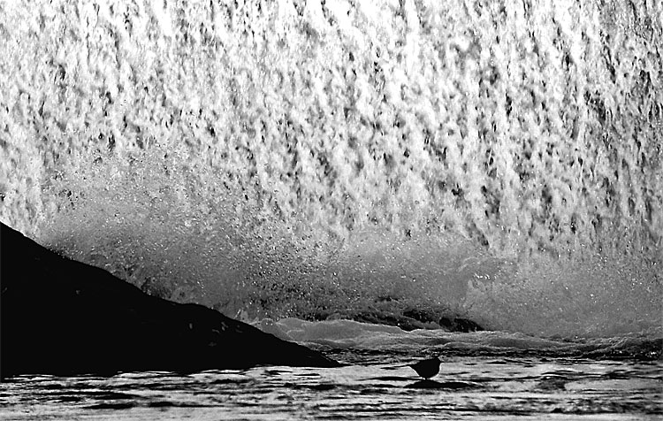 Black and White photograph of an American Dipper (Water Oozel) below a waterfall