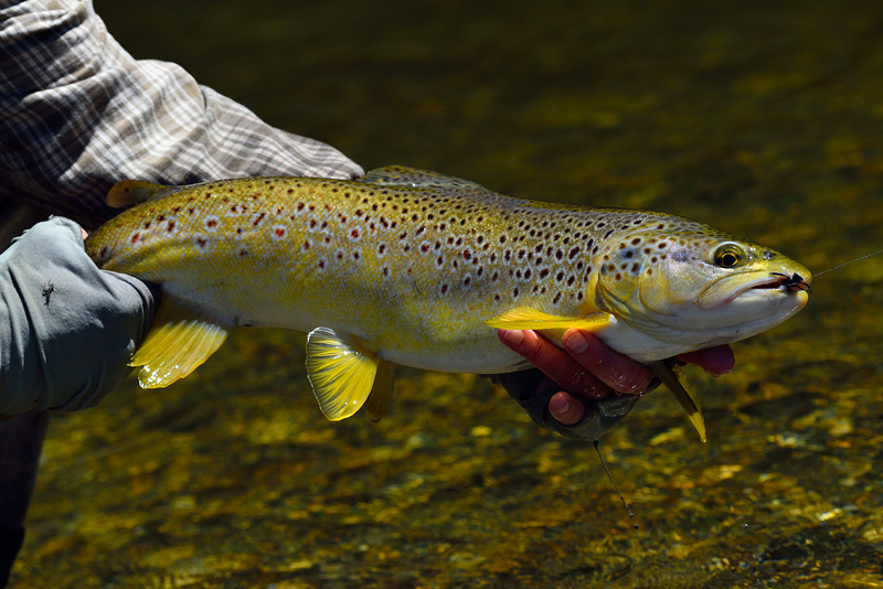Pretty 22” New Zealand brown trout, photographed and released