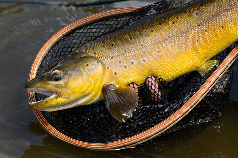 Feisty and beautiful New Zealand brown trout caught on a dry fly, photographed and released unharmed 
