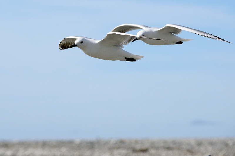 Playful young gulls in flight 