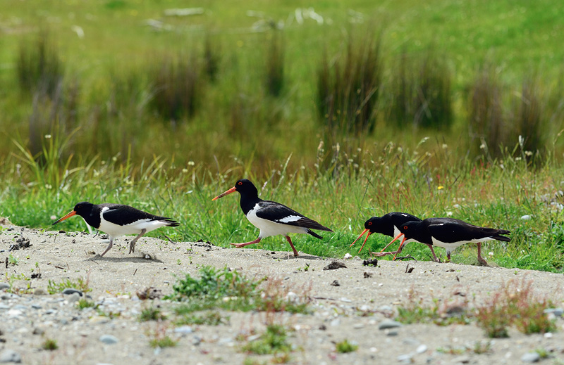 Three male Oystercatchers perform a mating dance to entice a mate